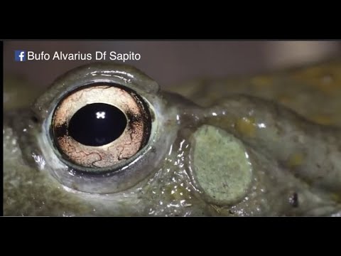  Bufo Alvarius. Documentary